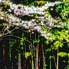 Cherry Blossom and Bamboo (naviarhaiku543)