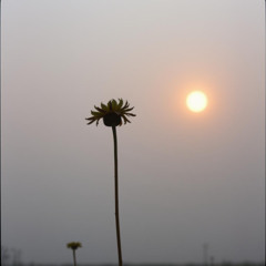 Morning without Meaning