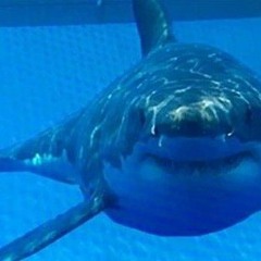 Derin Sular / Asâbe & Efky / 23