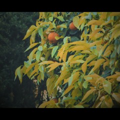 Dogwoods - Fruit (Nani Kha Remix)