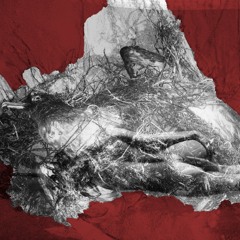 Pornographic Feminism