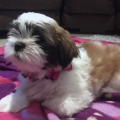 Daisy (2020 re-recorded)