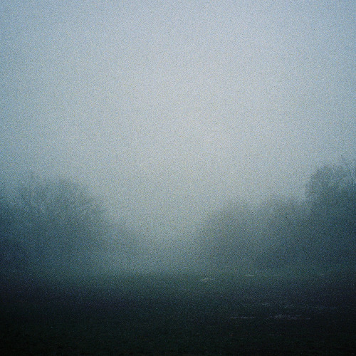 Walking into the heart of the woods on a cold foggy morning