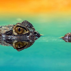 Crocodiles