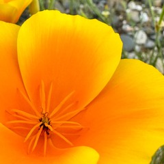 affirmative - ROBOT EARS