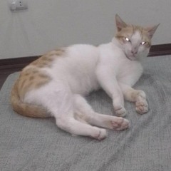 Phố Đã Lên Đèn_Huyền Tâm Môn