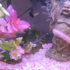 nothing210 [prod angeltears]