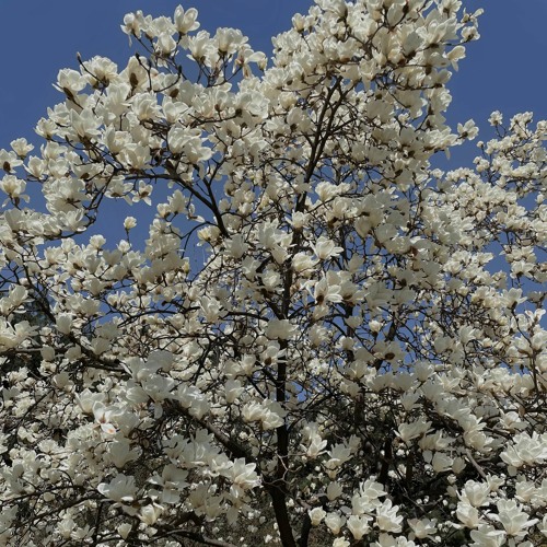 Mandy Moore - Only Hope