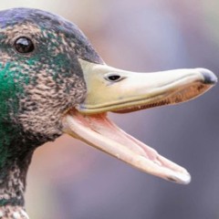 Wonky Beak Mix Vol 2