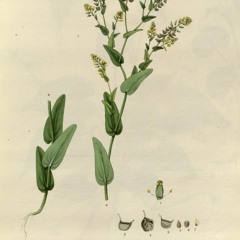 HK_Fantaisies_tracks_86