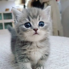 Montagem Miau (mylancore).mp3