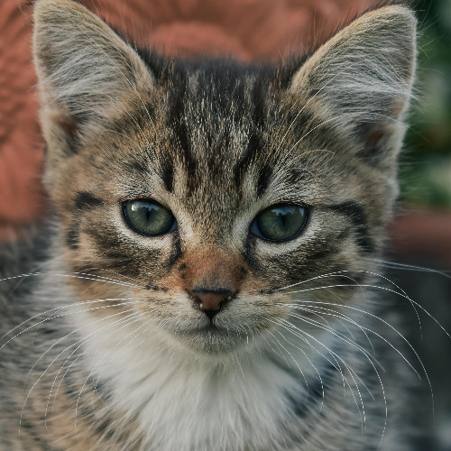 All cats are grey in the dark