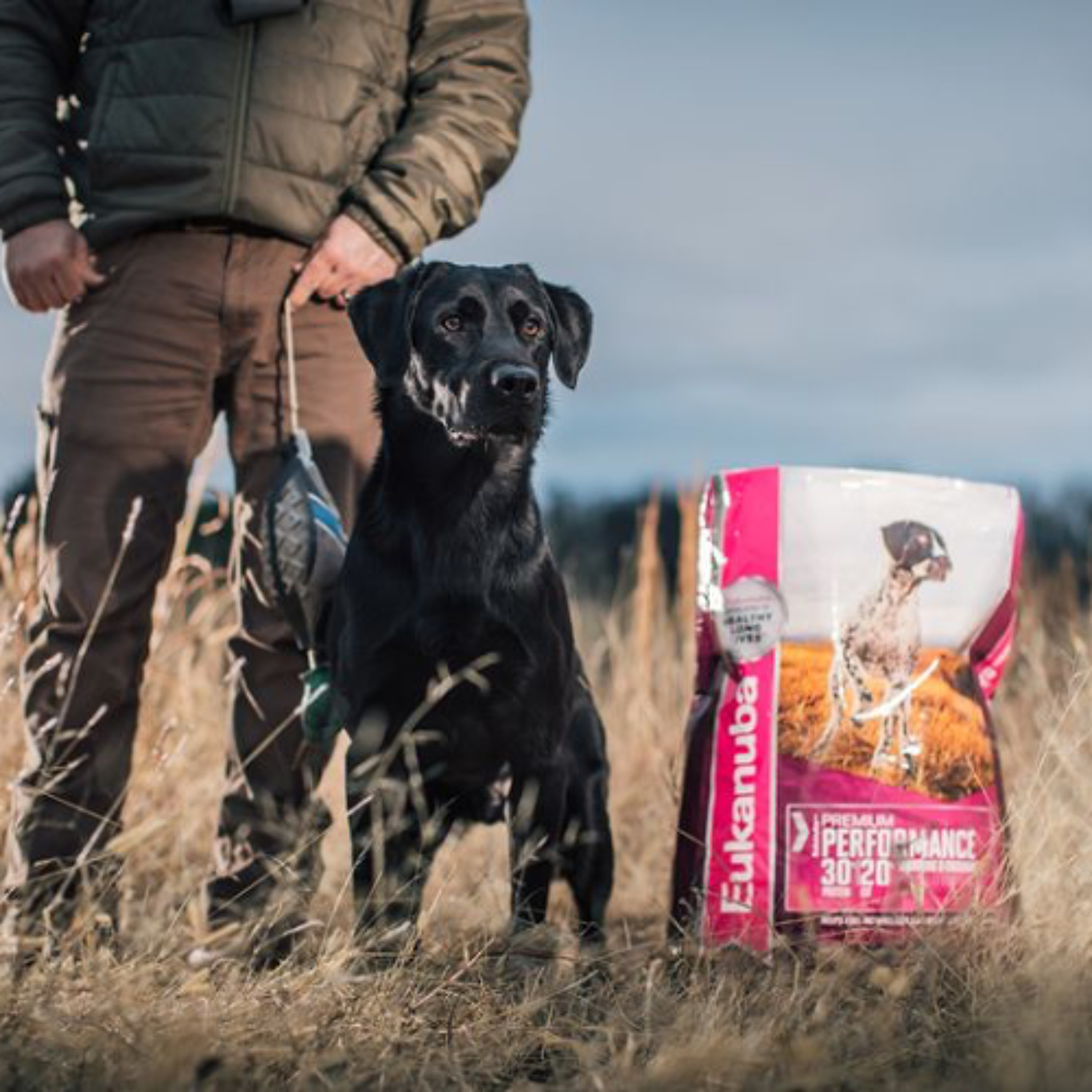 E515 - From Breeding to the Blind: Preparing Your Duck Dog with Brad Arington - The Eukanuba Duck Dog Series