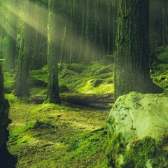 Forest of the hobbitses