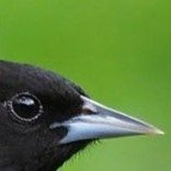 Bird sound at night 3am.m4a