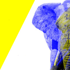 Walk With The Elephants