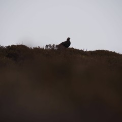 Chatty Red Grouse on a Scottish Heather Moorland