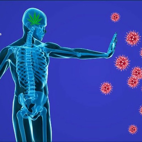 Autoimmune Disorder Relief | Reduce Pain, Inflammation, and Skin Rashes & Safeguard Healthy Tissues