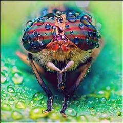 Blitzkrieg Pop (take 5) 2.3.2020 4pm