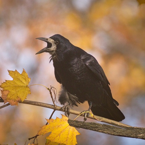 Stream Rook calls, Devon, England, March 1965 by The British Library ...