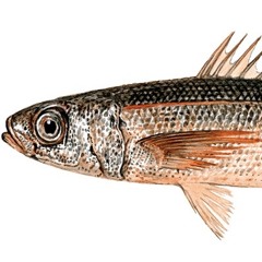 Australian Fur Seal Prey DNA_Menu Mix