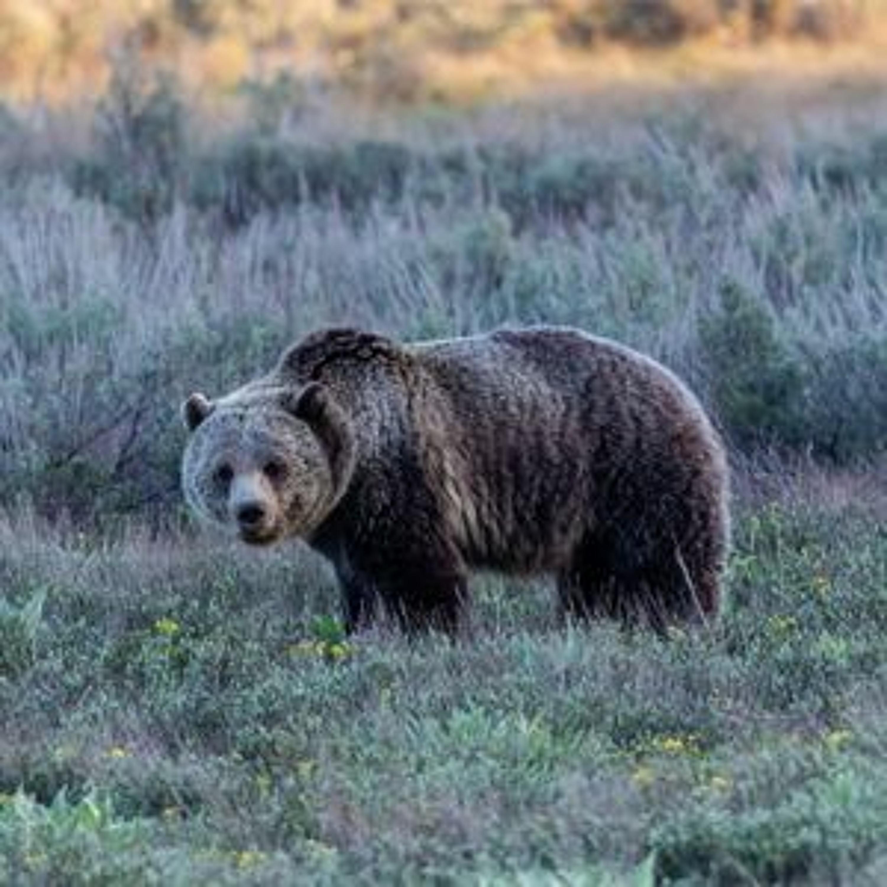 Wyoming Submits Petition to Remove Federal Protections of Yellowstone Grizzlies episode artwork