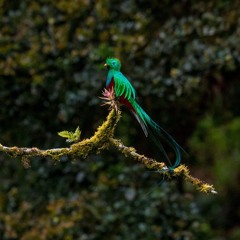 Birdarranger