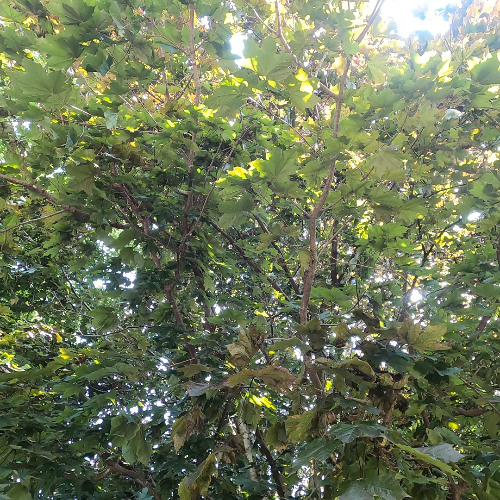 Pearl MS 8CL Demo - Wind in Maple Tree Leaves