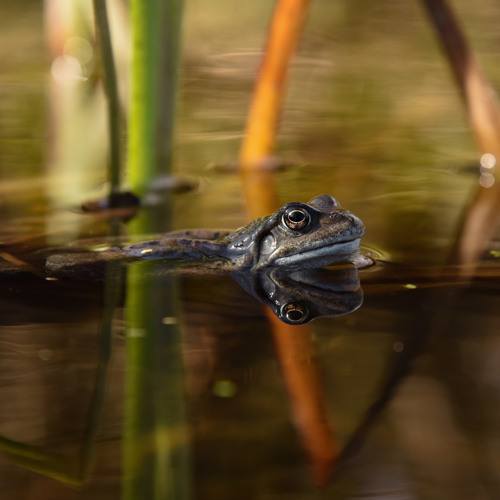 Stream Find The Colour In Me by Innes Jackson | Listen online for free ...