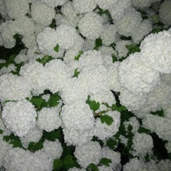 درآمد اول و چند مضراب در پنجگاه