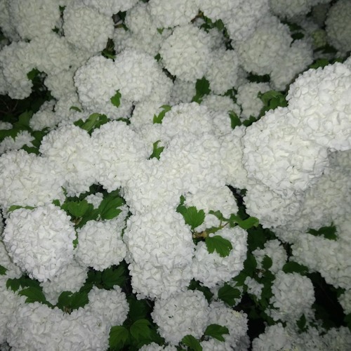 درآمد اول و چند مضراب در پنجگاه