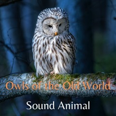 Owls of the Old World