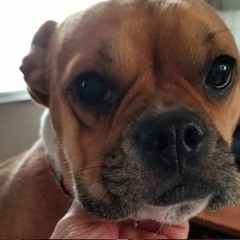 Car Horns for Ellie V2