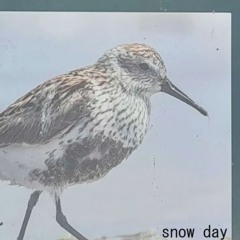 snow day (the night)