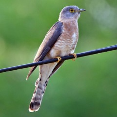Common Hawk-cuckoo or Brainfever