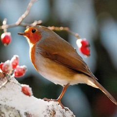 Corrado Bird