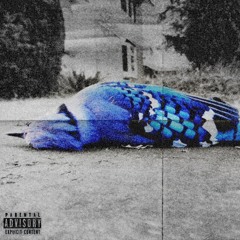 BLUE JAY 🪶 (PROD. 4THGENX)