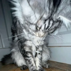 regular reference track (p. kizy8x)