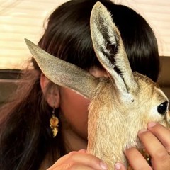 ظبي و غدا صيّاد الأسود