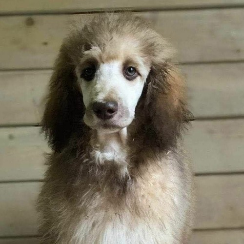 Mørke Sjel - untitled 666 (prod. Alex)