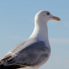 Seagull Stole My Wrap