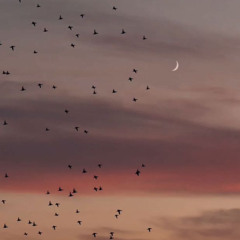 سورة المزمل || عبد الرحمن السيد