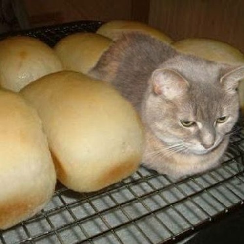 Мем кот с хлебом
