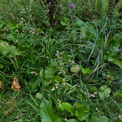 49m² | 新录音 145