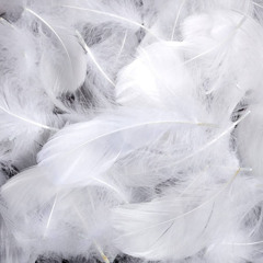 Feathers