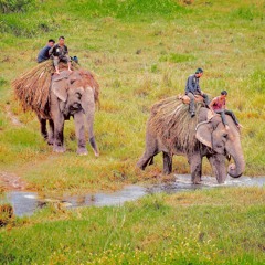 Hatti Ra Gaida (feat. Sumeet Poudel)