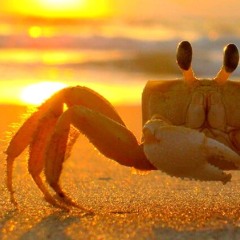 sea-creatures.mp3