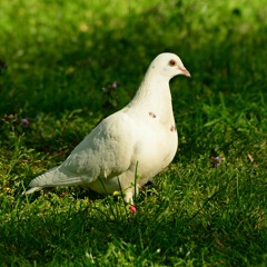 デジルのテーマ