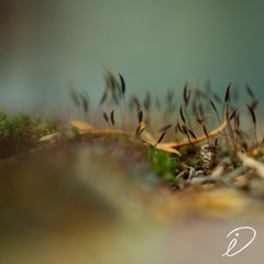 Mind Traveller Podcast 006 by Thilo