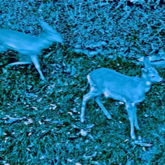 Un passo nella notte